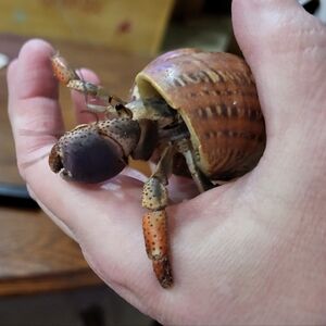 PLSreadBEFOREbuying!